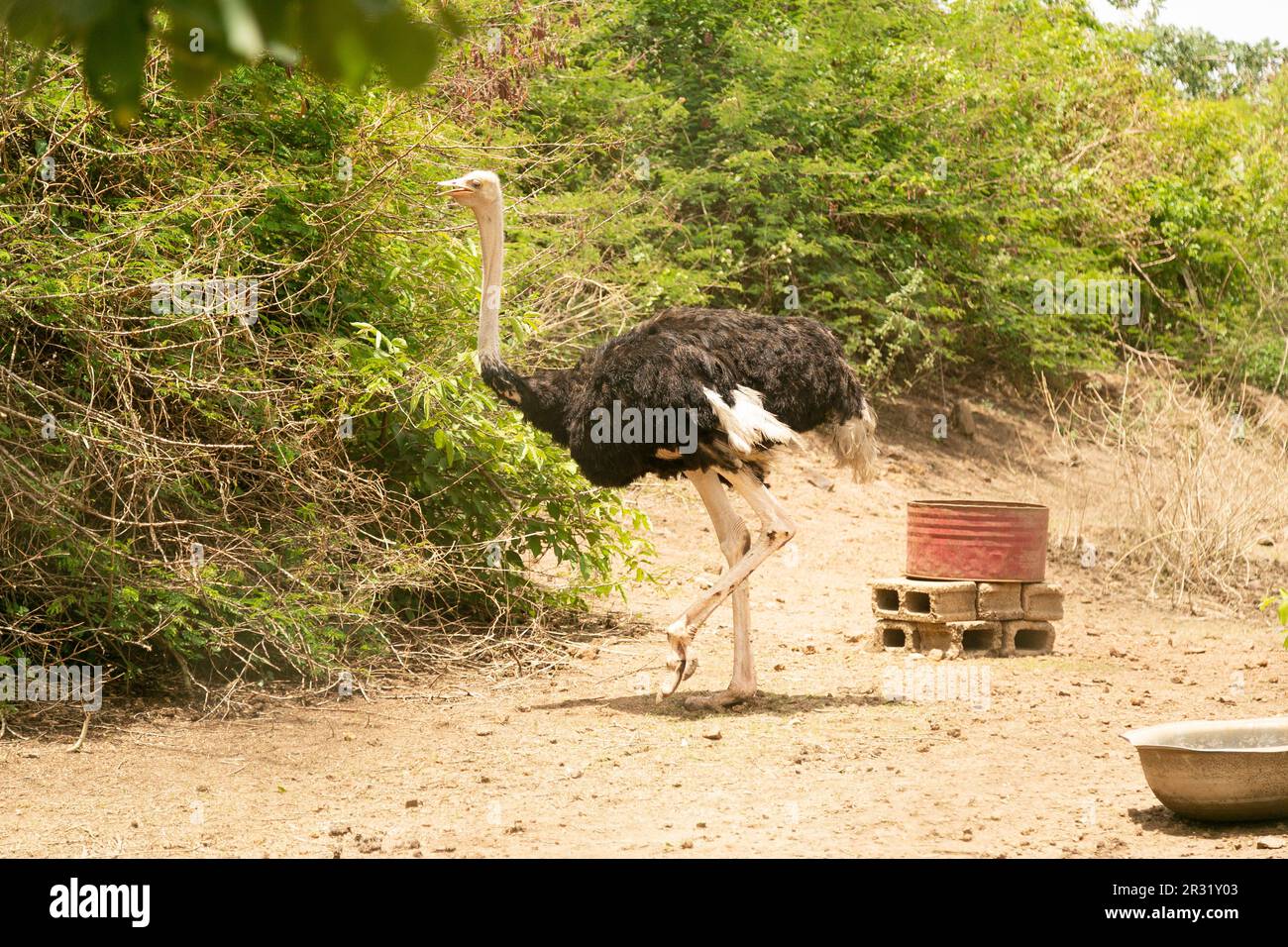 Lo struzzo africano nel parco faunistico, Plateau, Jos, Nigeria. Foto Stock