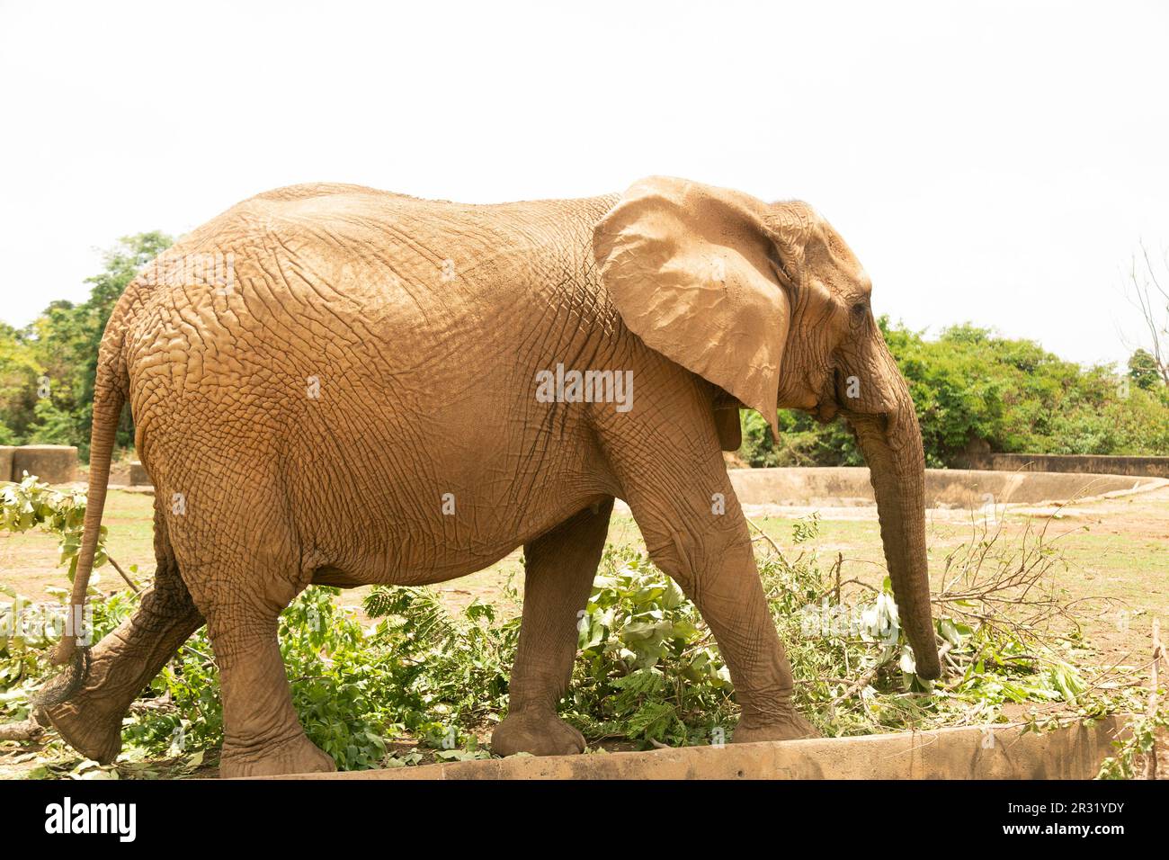 Un elefante di 100 anni si diverge nel Parco Naturale di Jos, Nigeria. Foto Stock