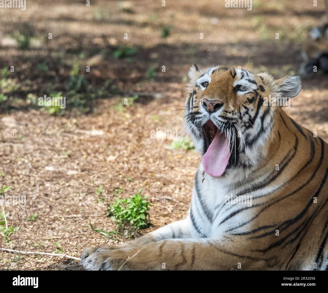 Colpo di una tigre indiana in uno zoo Foto Stock