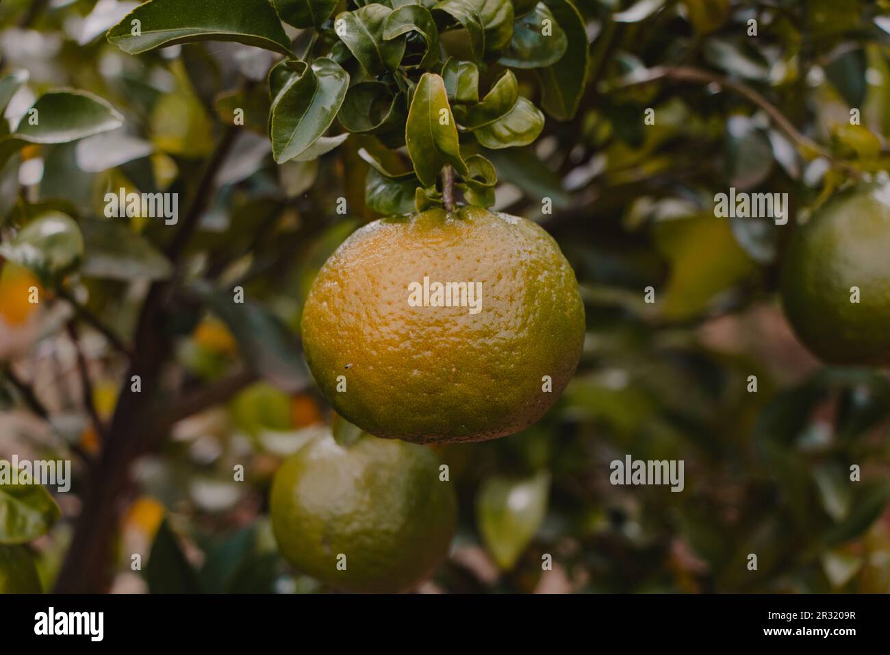 arancione appeso al ramo Foto Stock