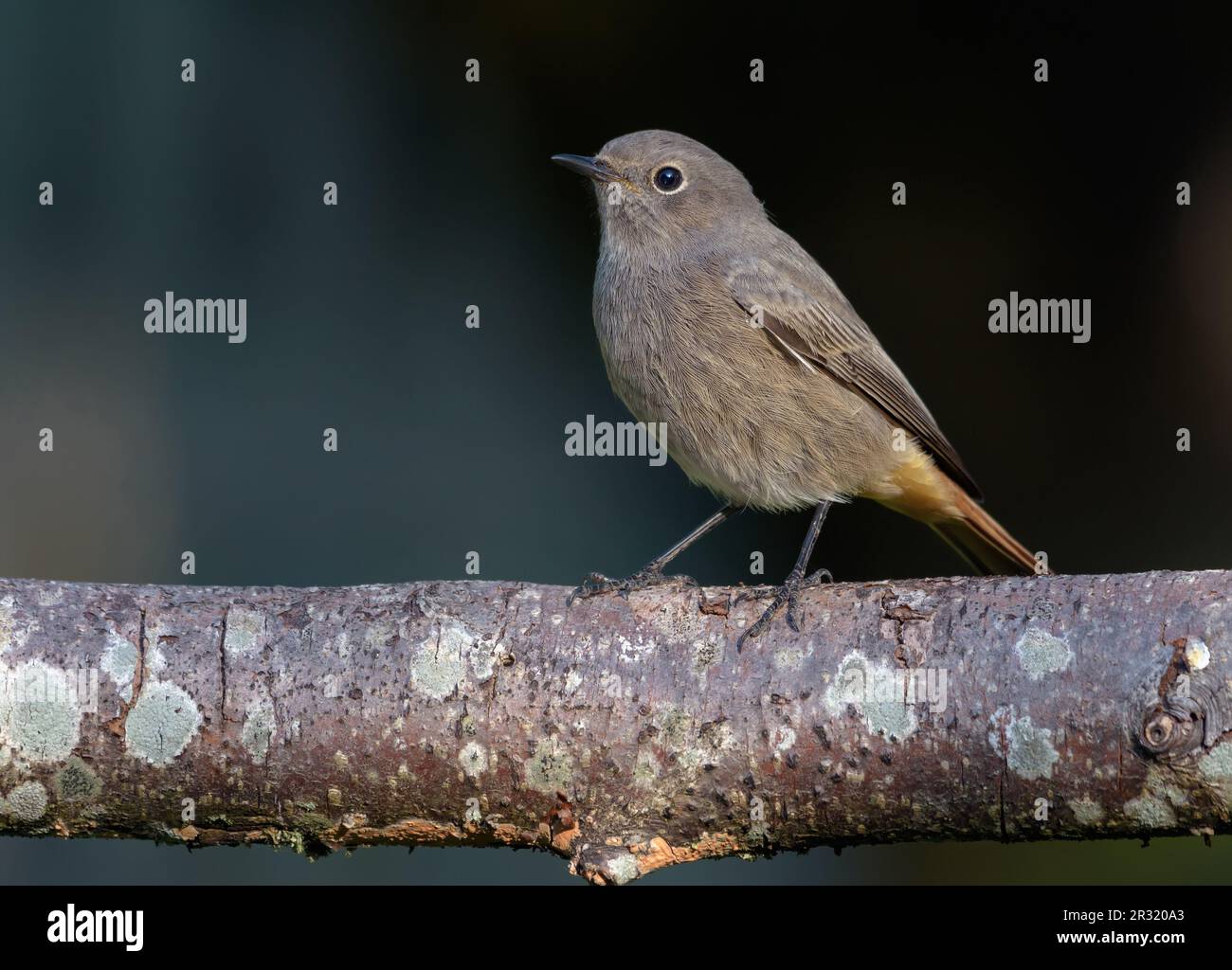 Rosso nero (phoenicurus ochruros) semplice ed elegante posa su ramo coperto di lichene in autunno Foto Stock