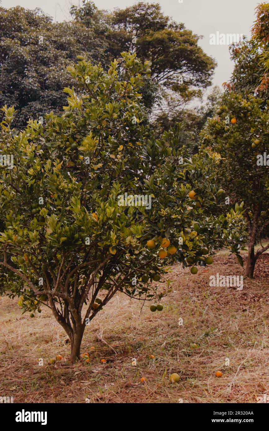 Albero arancione Foto Stock