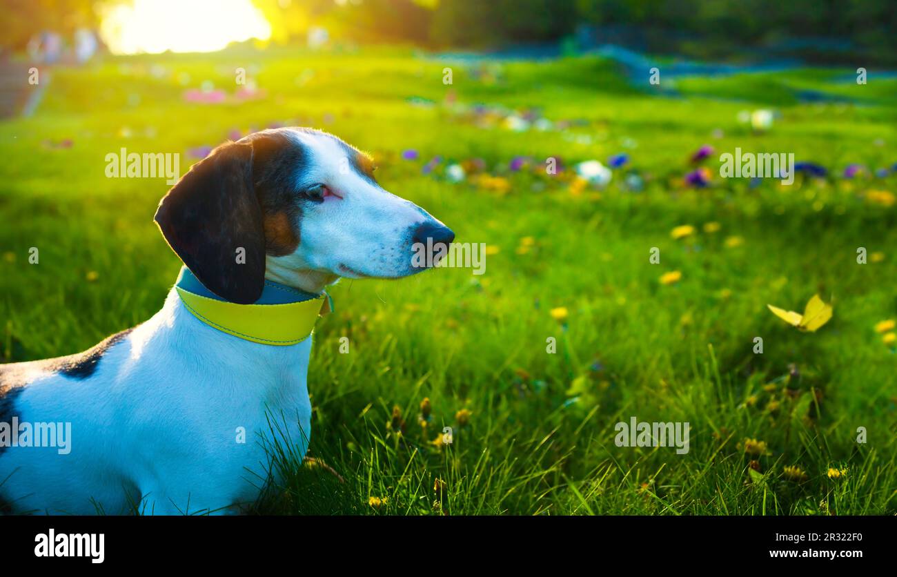 Un divertente dachshund con un collare nei colori della bandiera Ucraina caccia per farfalle battenti su un prato estivo soleggiato. Una passeggiata divertente con il vostro animale domestico Foto Stock