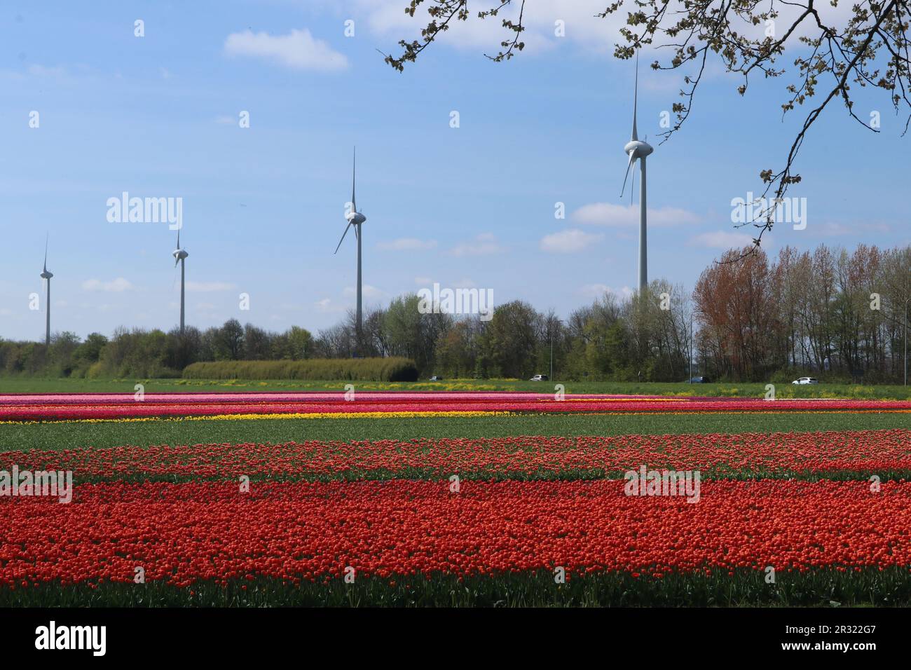 Fila di turbine eoliche nel campo di tulipani fiorito in primavera nel nord dei Paesi Bassi Foto Stock