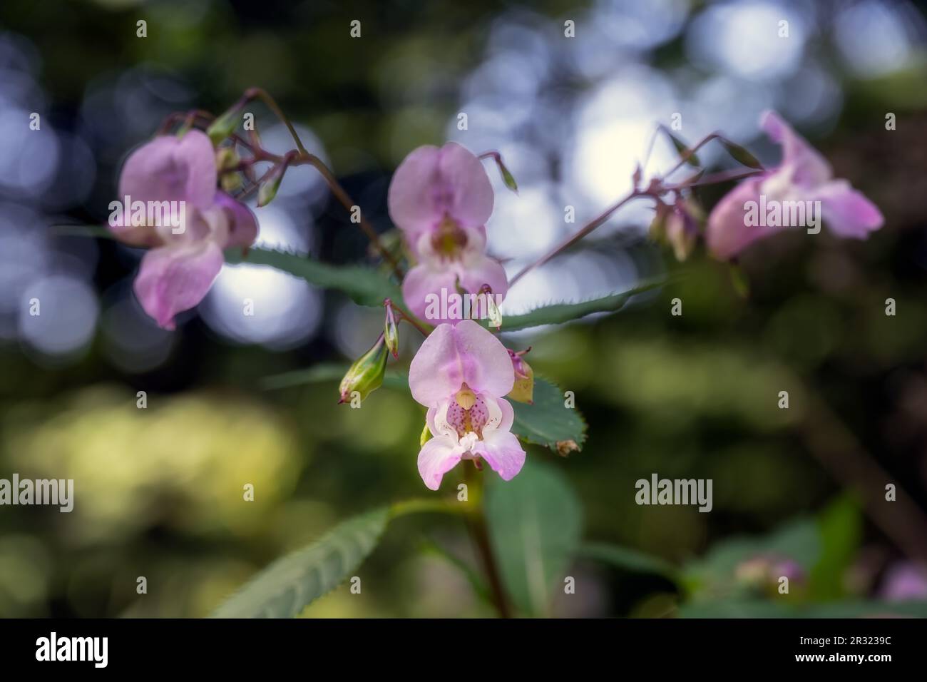 Impatiens glandulifera Royle o fiori di balsamo himalayani, una specie invasiva in Inghilterra Foto Stock