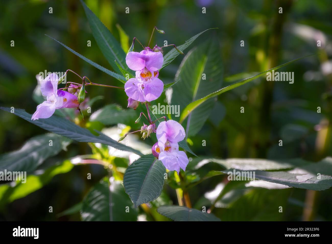 Impatiens glandulifera Royle o fiori di balsamo himalayani, una specie invasiva in Inghilterra Foto Stock