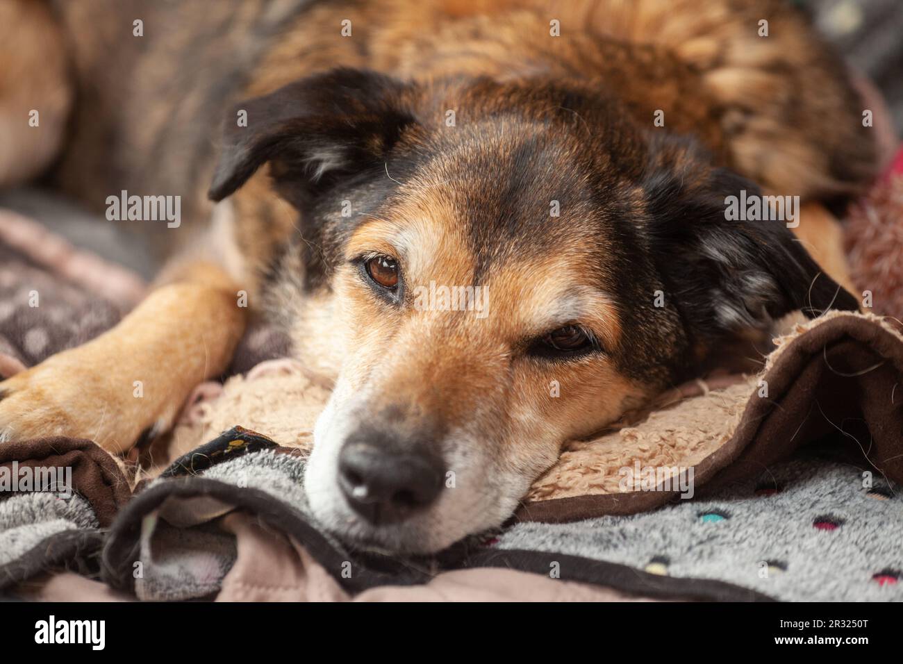 Un vecchio cane sdraiato sulla sua coperta che guarda stanco. Foto Stock