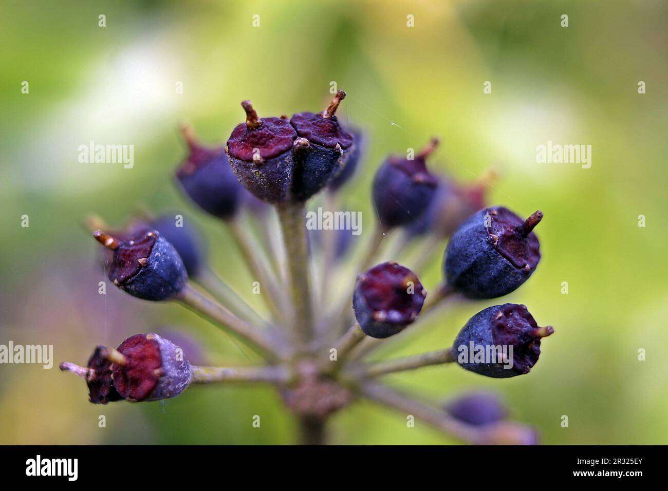 strani semi viola e testa di seme isolati su uno sfondo naturale verde scuro Foto Stock