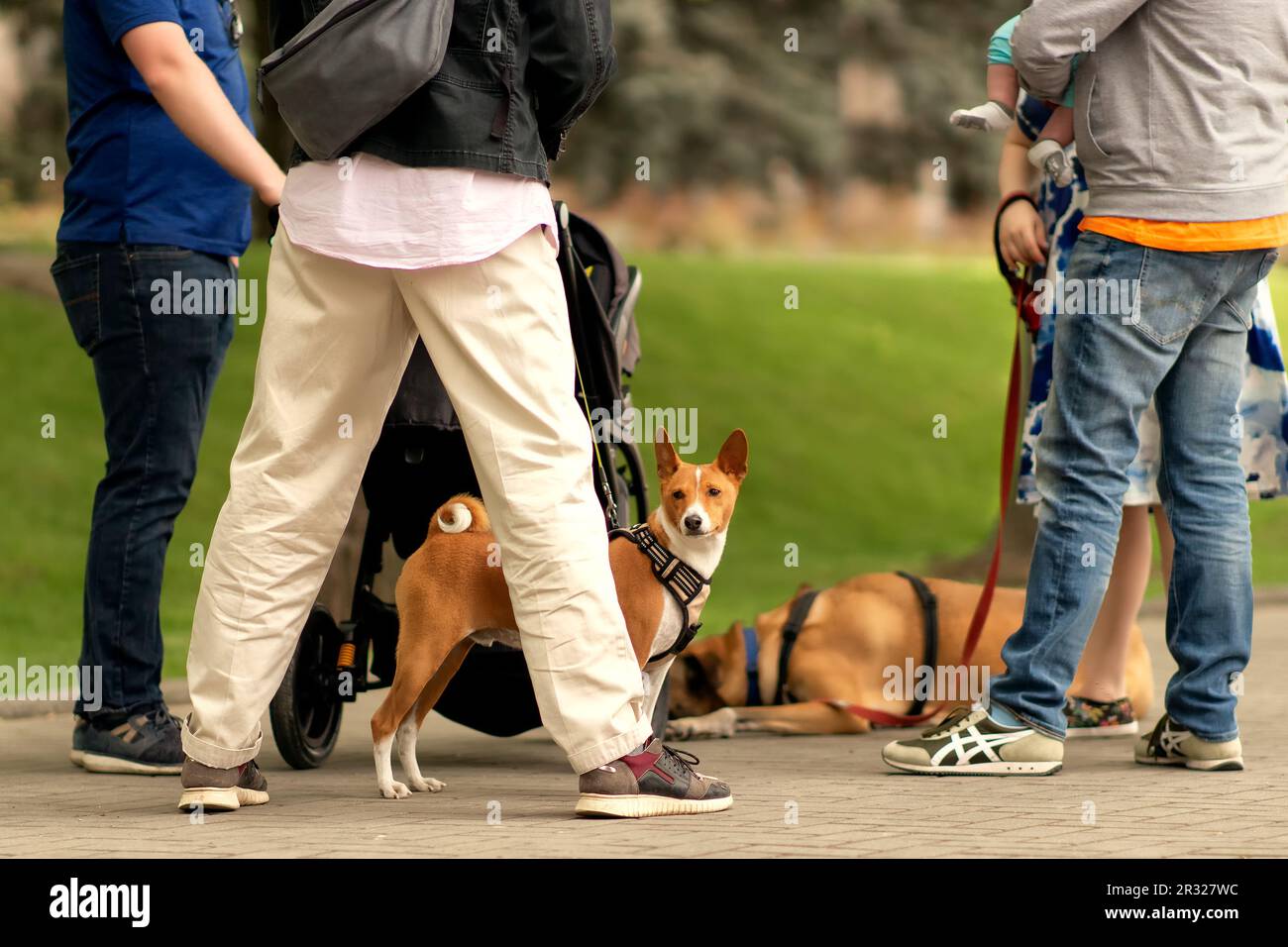 un gruppo di persone, amici, famiglia a piedi intorno al parco con cani al guinzaglio, la gente si ferma e comunicare, dando così ai cani il tempo di riposare, sdraiarsi Foto Stock