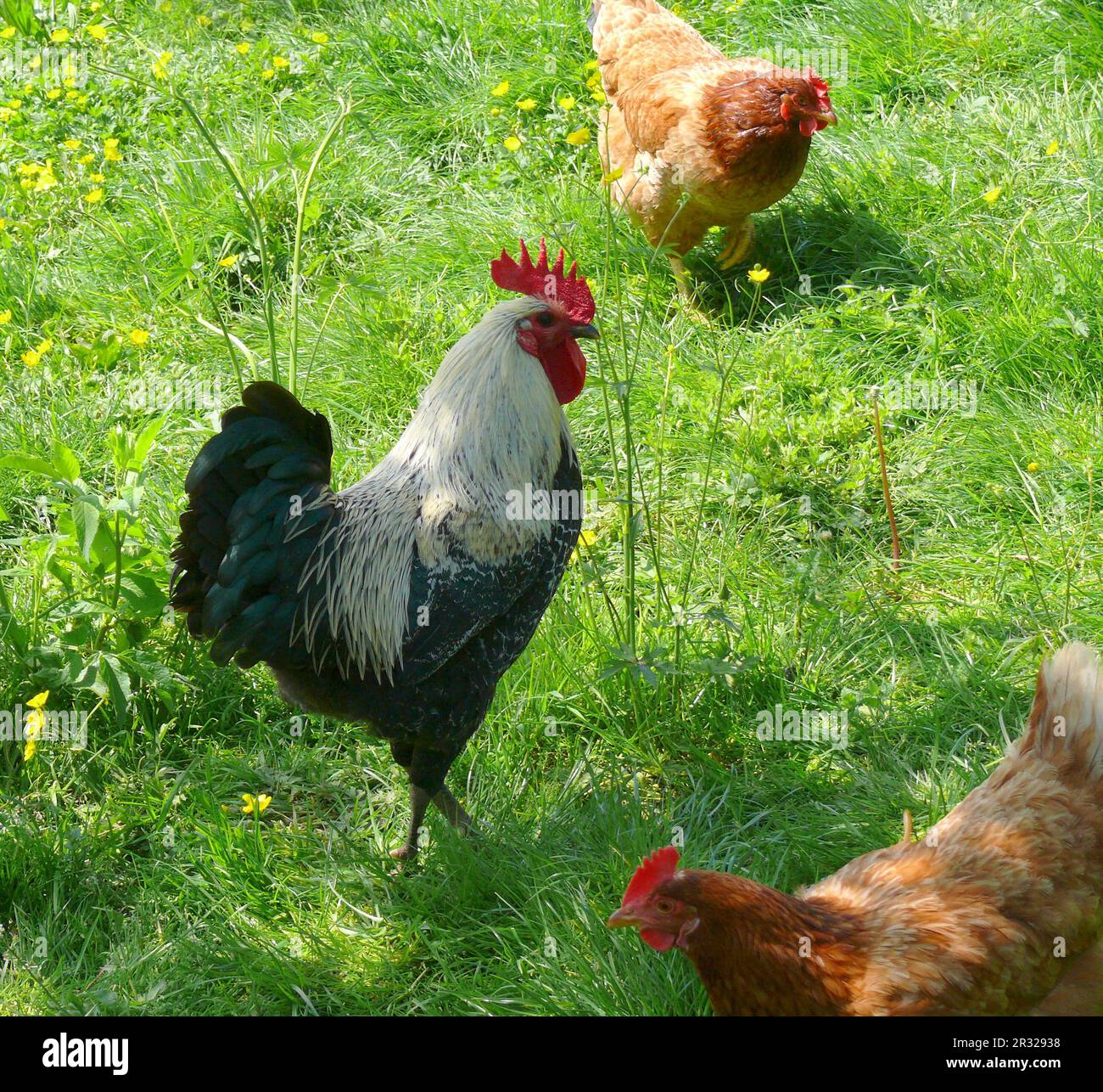 Haushuhn (Gallus gallus domesticus) Foto Stock