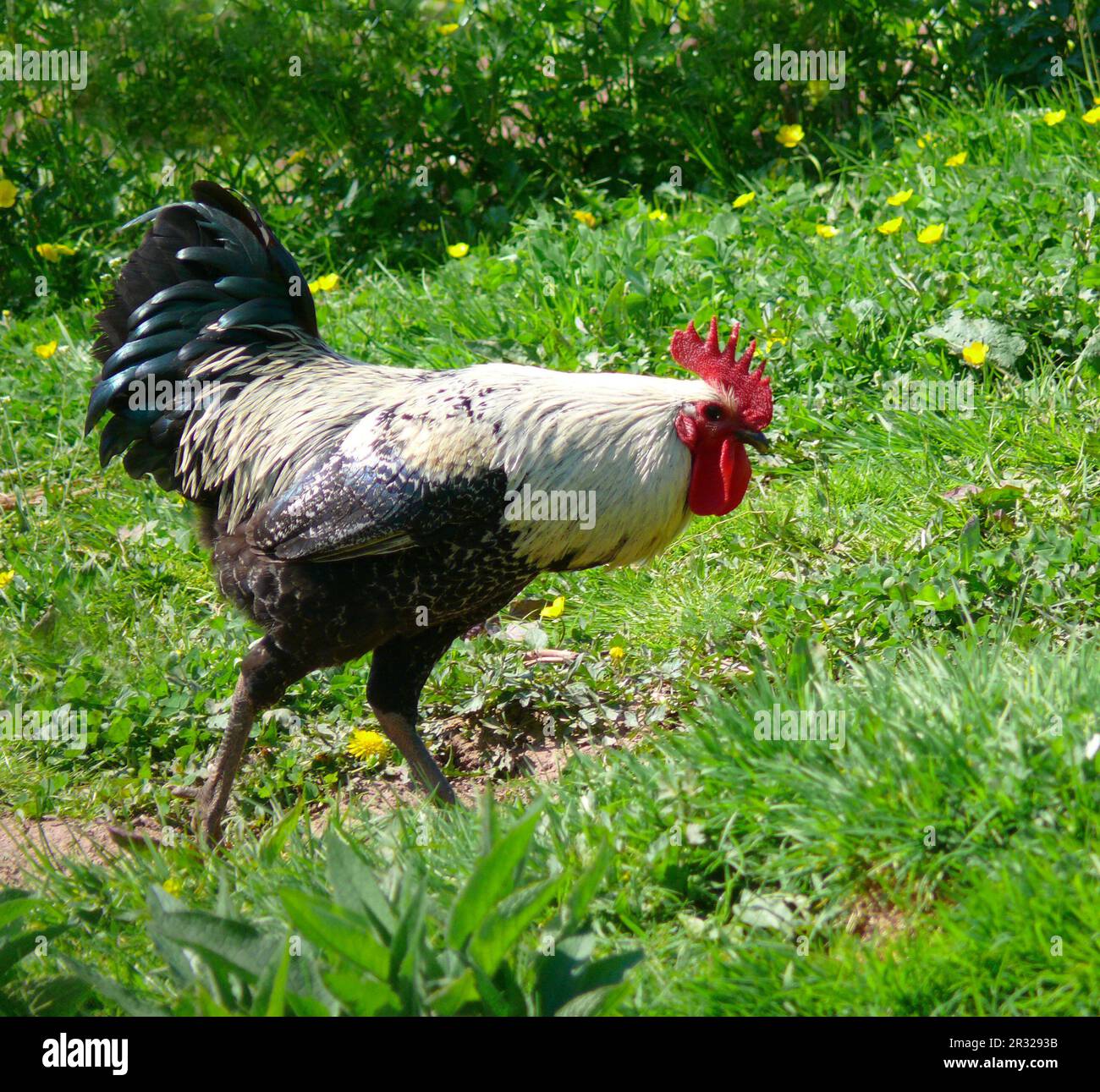 Haushuhn (Gallus gallus domesticus) Foto Stock