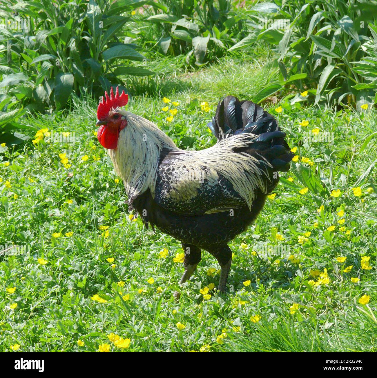 Haushuhn (Gallus gallus domesticus) Foto Stock