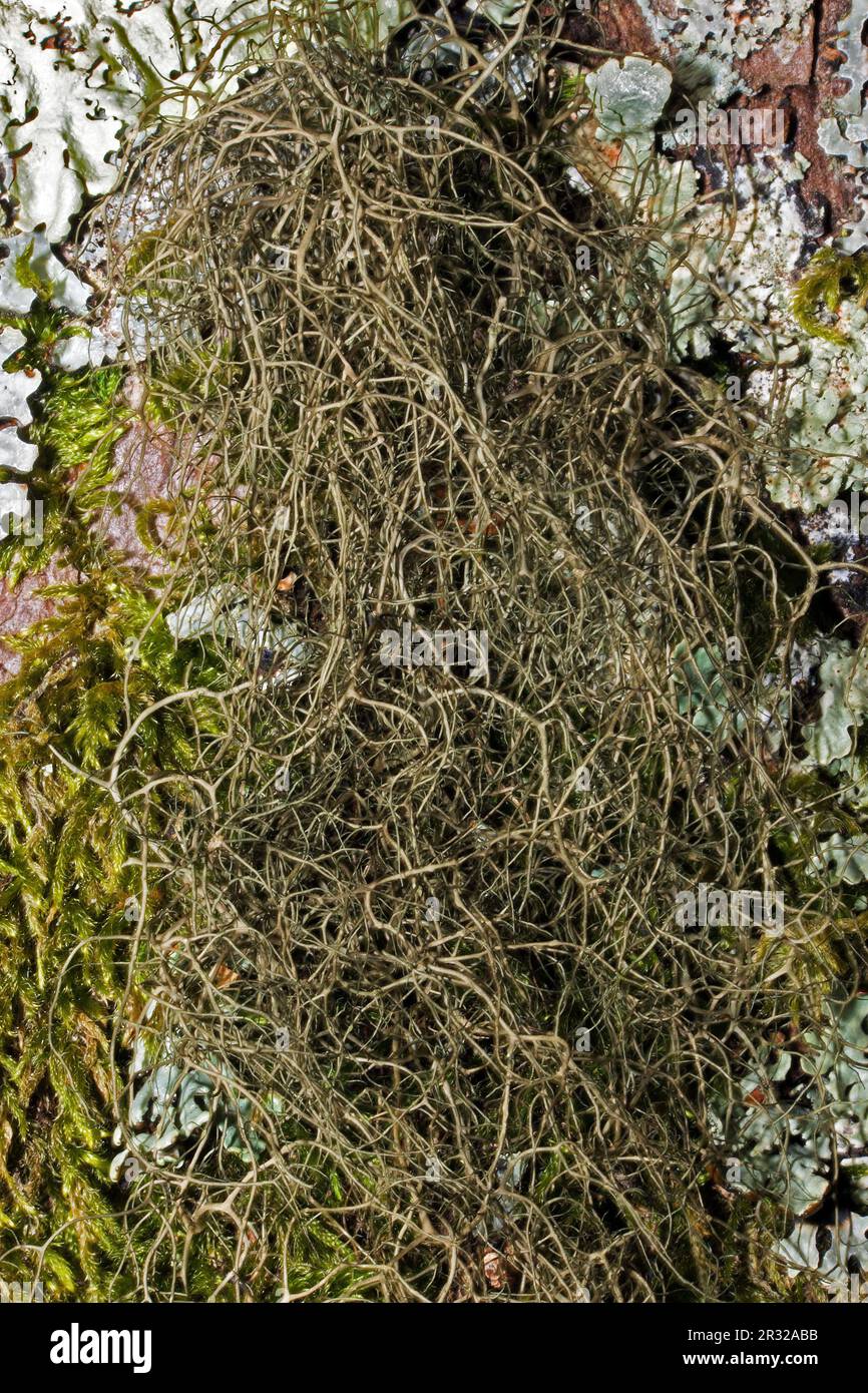 Bryoria fuscescens è un lichene frutticoso che si trova su alberi, specialmente betulle e conifere. Si verifica in tutto l'emisfero settentrionale. Foto Stock