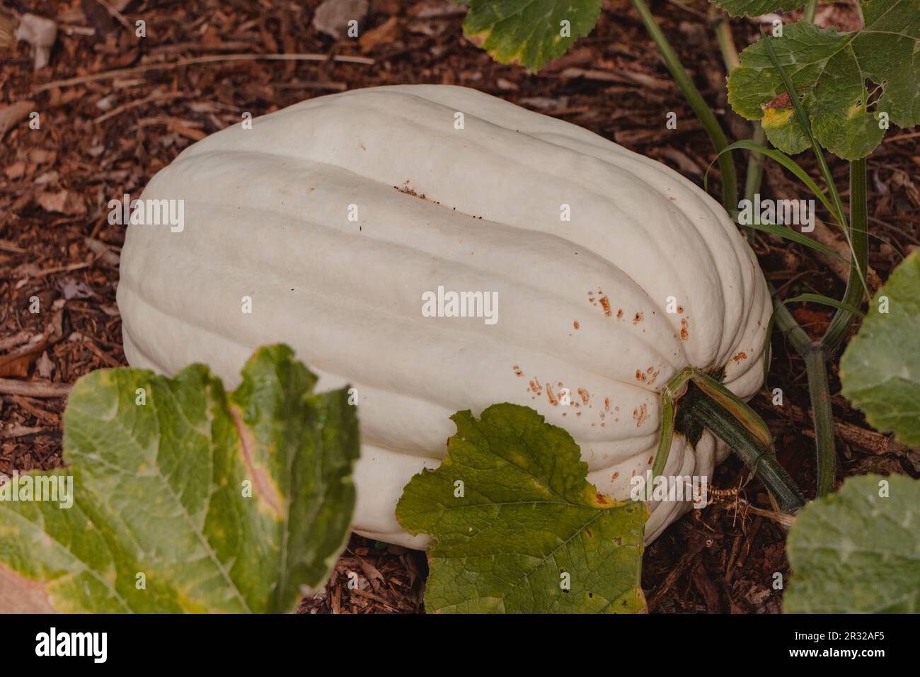 zucca bianca gigante Foto Stock