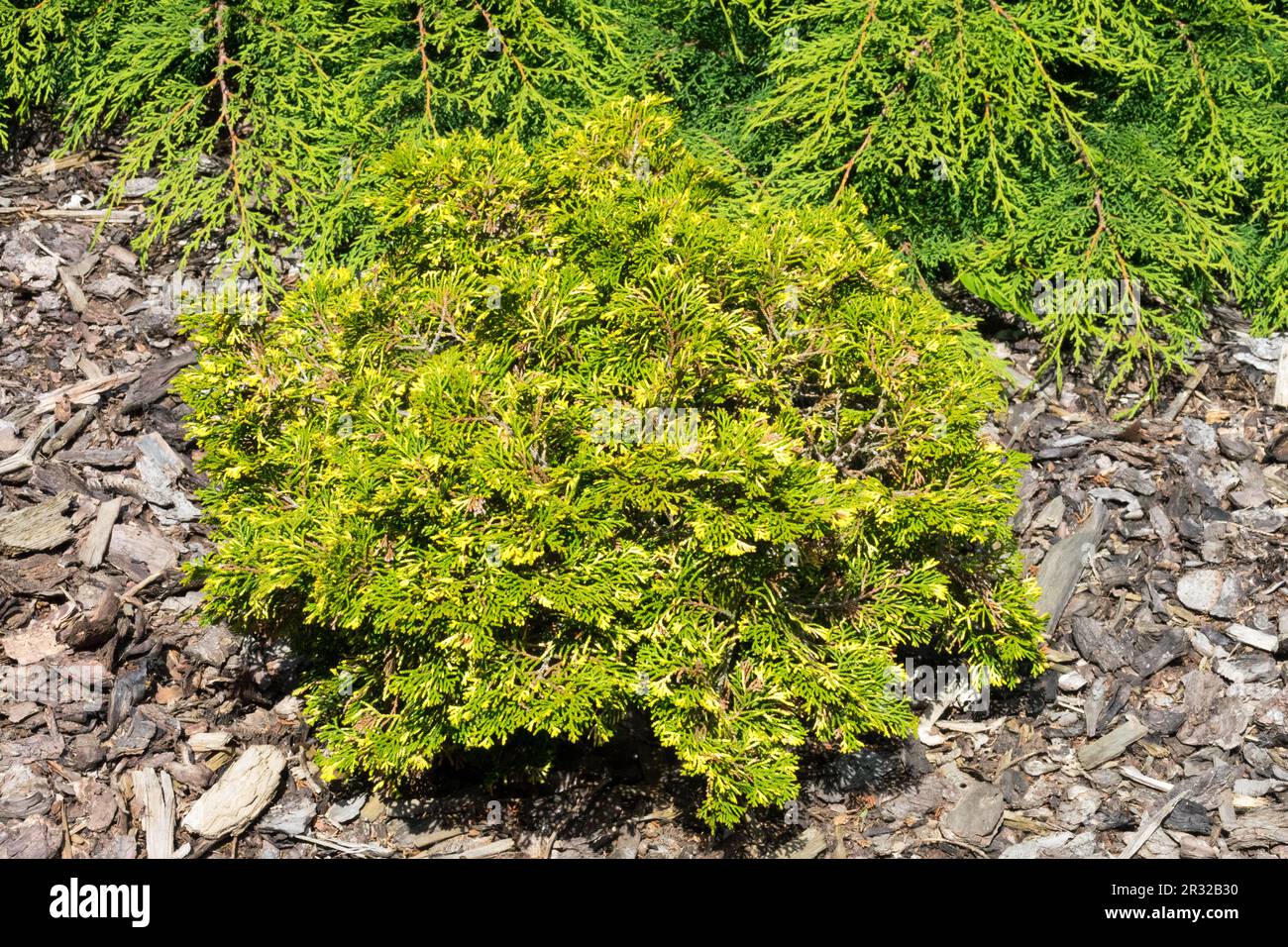 Conifera nana a crescita lenta Cypress giapponese 'scintille', Chamaecyparis ottusa 'scintille', Cypress moquette Microbiota decussata Foto Stock