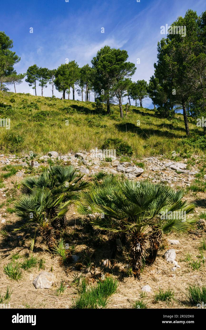 Chamaerops humilis, llamado palmito o palmitera ,Comellar de Ses Sinies, Calvia,Sierra de Tramuntana,Mallorca,Spagna. Foto Stock