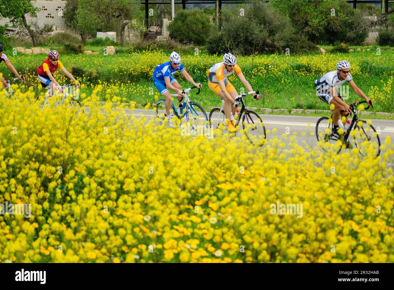 Ciclistas entre cultivos de semi di colza - Brassica napus-, carretera de Algaida, Llucmajor, Mallorca, Islas Baleares, España, Europa. Foto Stock