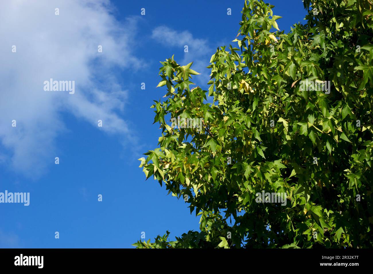 Corona albero senza nuvole Foto Stock
