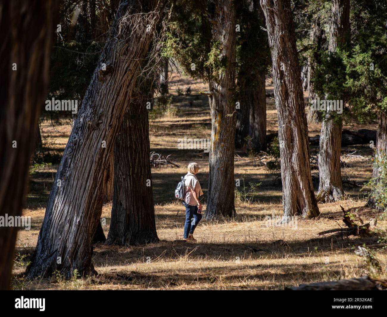 Sabinas albares (Juniperus thurifera), Espacio naturale del Sabinar de Calatañazor, Soria, Comunidad Autónoma de Castilla, Spagna, Europa. Foto Stock