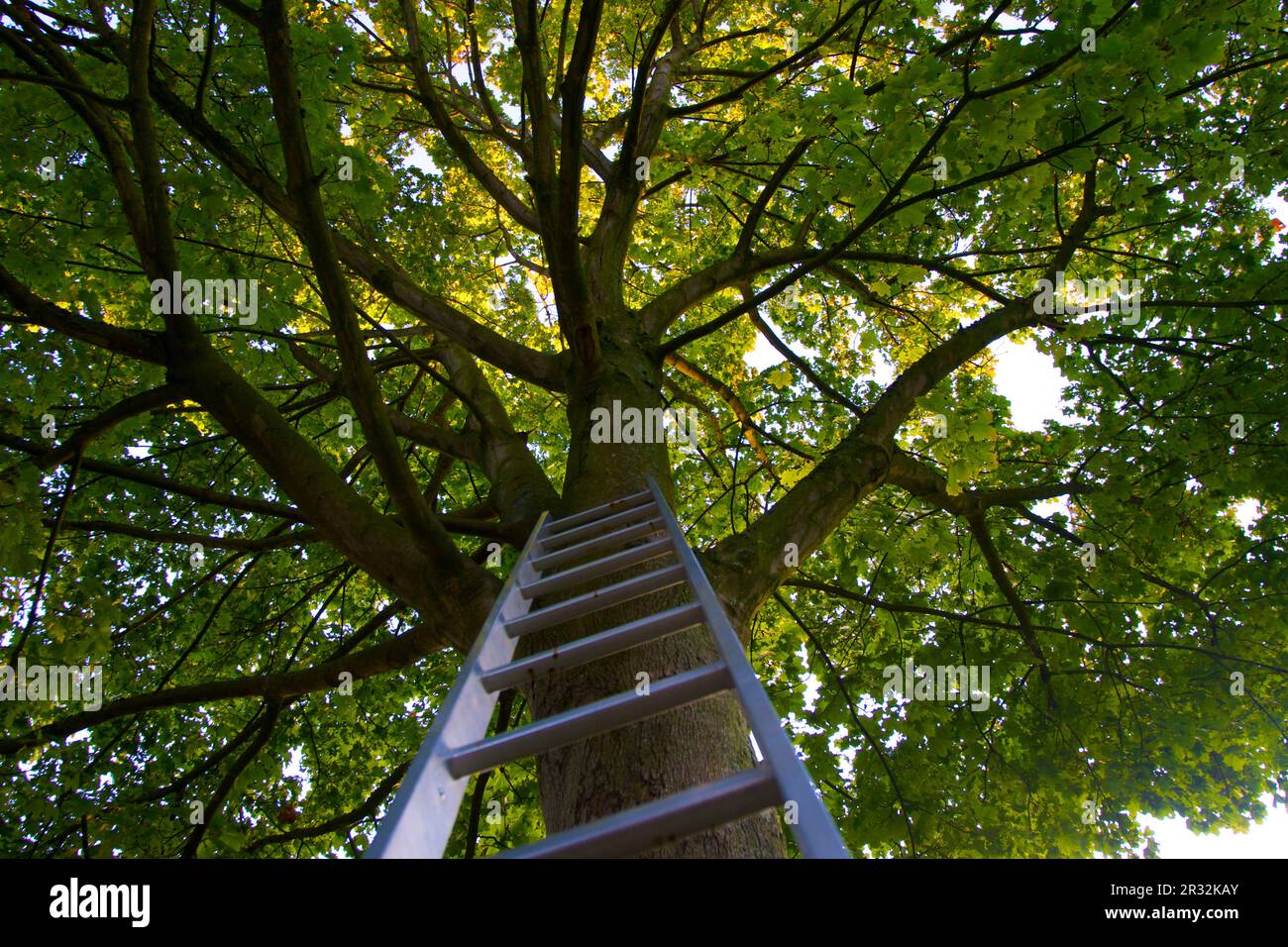 Scala con albero Foto Stock