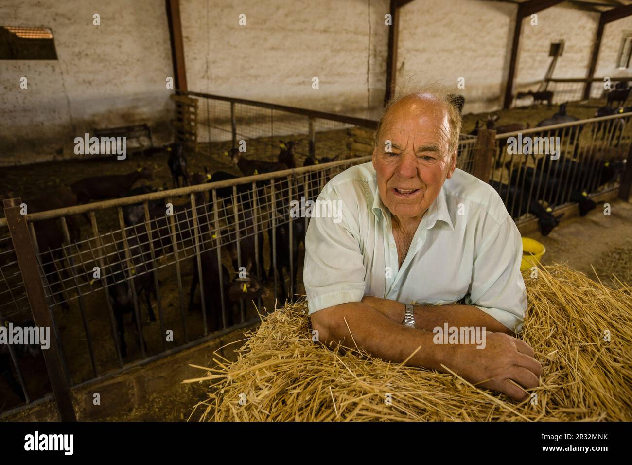 Jaume Pons, fabricacion artesanall de queso Binibeca - denominacion de origen Mahon artesano- finca Alcaiduset, Alaior Menorca, Islas Baleares, España, Europa. Foto Stock