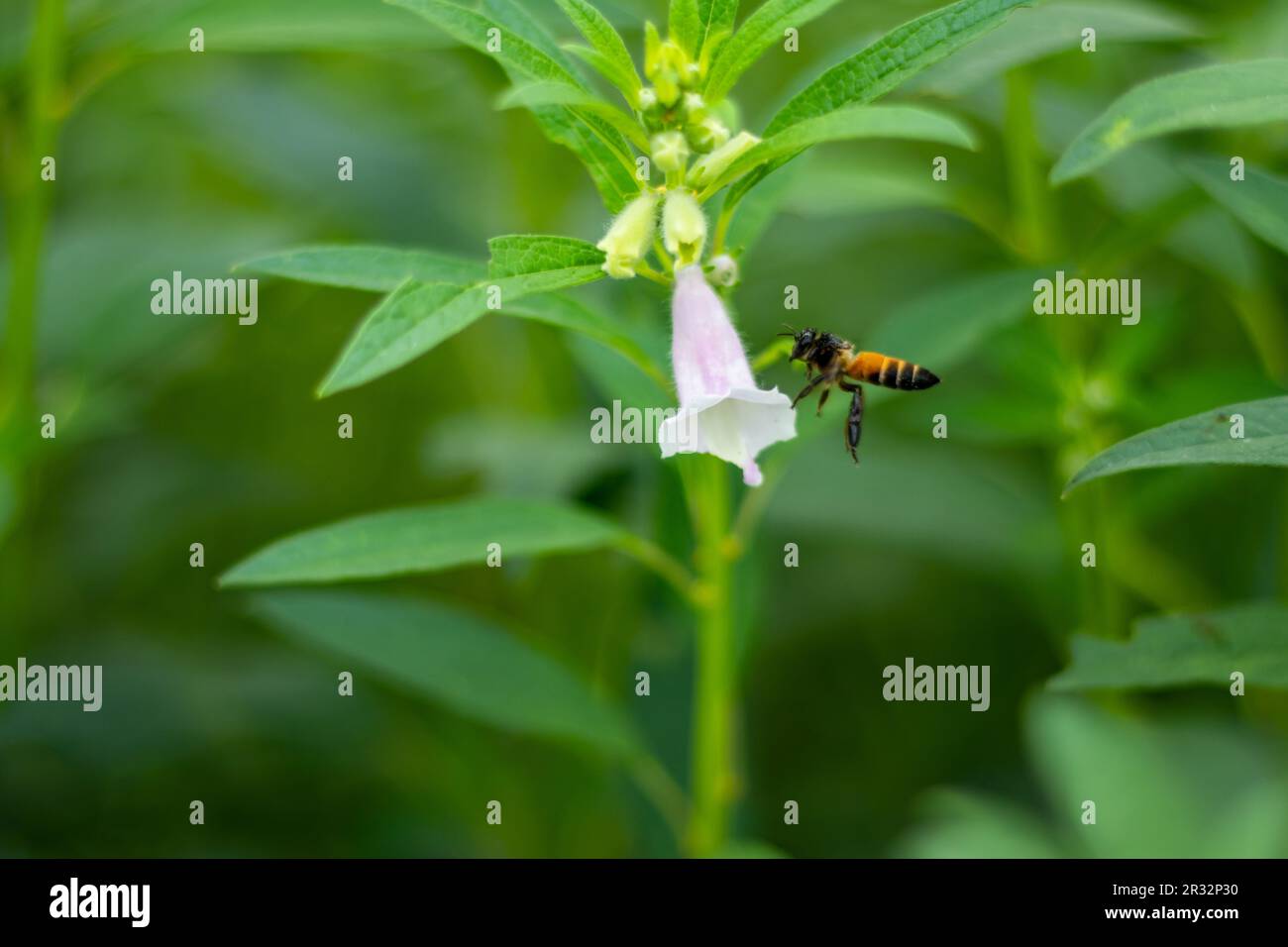 Api ed insetti altri stanno raccogliendo miele dal fiore. Pianta verde di sesamo con gambo alto, foglie lunghe e strette e fiore bianco a forma di campana Foto Stock