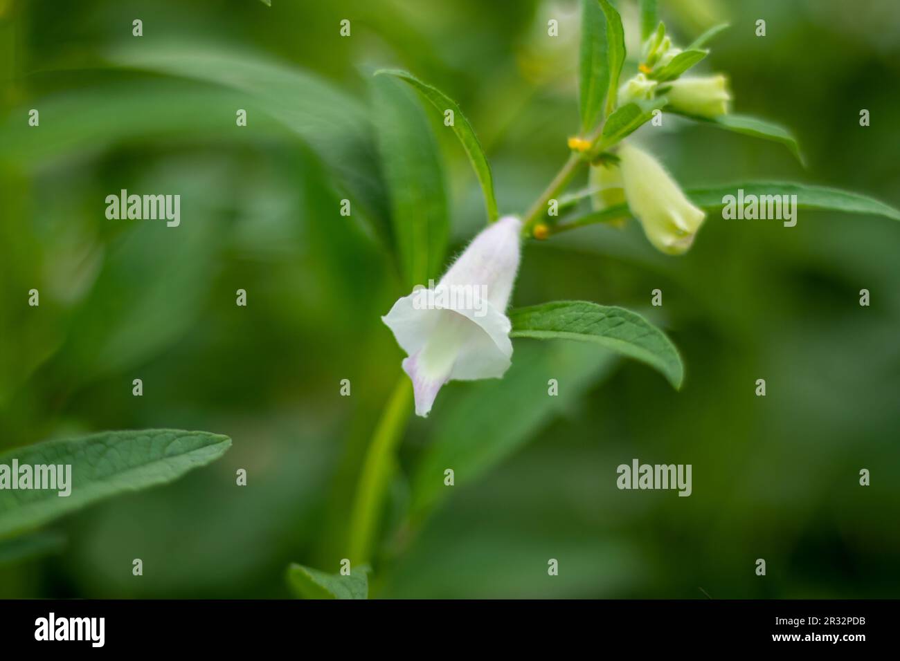 Il sesamo è un'erba coltivata comunemente e produce olio per cucinare. I fiori tubolari del sesamo e il colore dei fiori possono essere bianchi, viola, o blu e loro Foto Stock