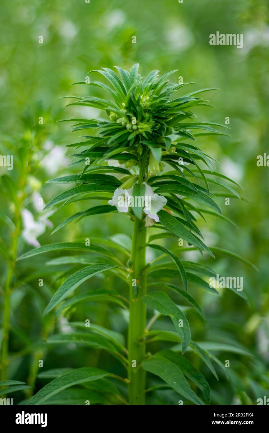 Il sesamo è un'erba coltivata comunemente e produce olio per cucinare. Il mazzo di Sesame, una famiglia di Pedaliacee. Le piante di sesamo producono una penna a campana Foto Stock