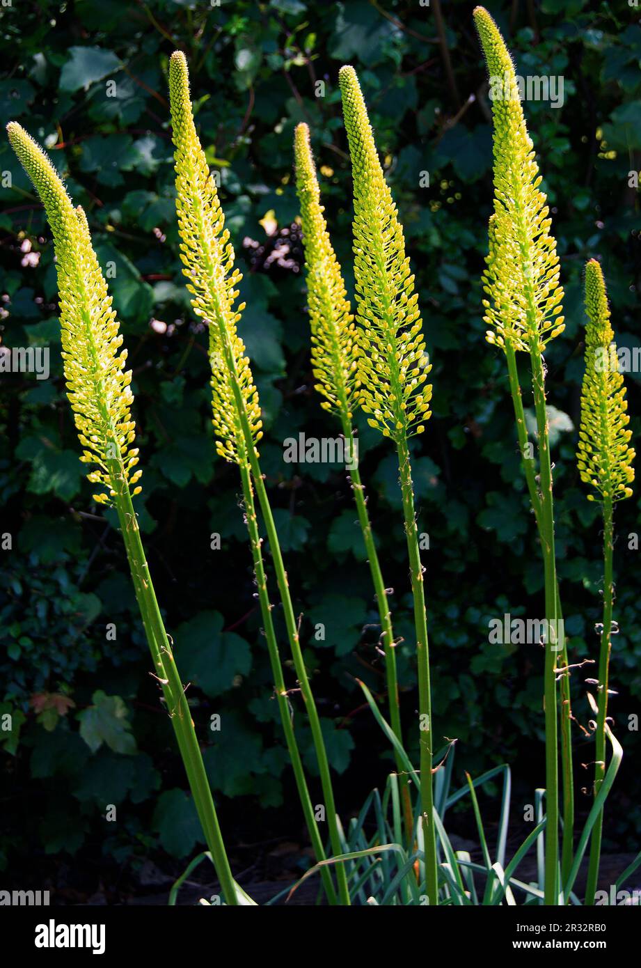 Foxtail-gigli gialli germoglianti Eremurus Foto Stock