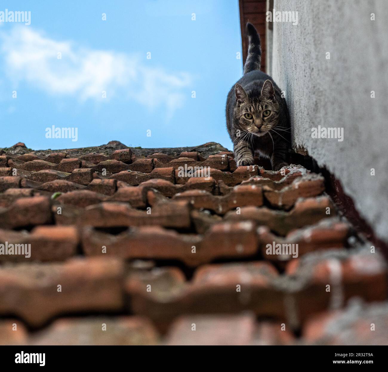 Gatto Tabby che cammina sul bordo del tetto in tegole vecchio tempo contro il cielo blu mostrando un comportamento felino all'aperto e l'esplorazione del tetto da una prospettiva a basso angolo Foto Stock