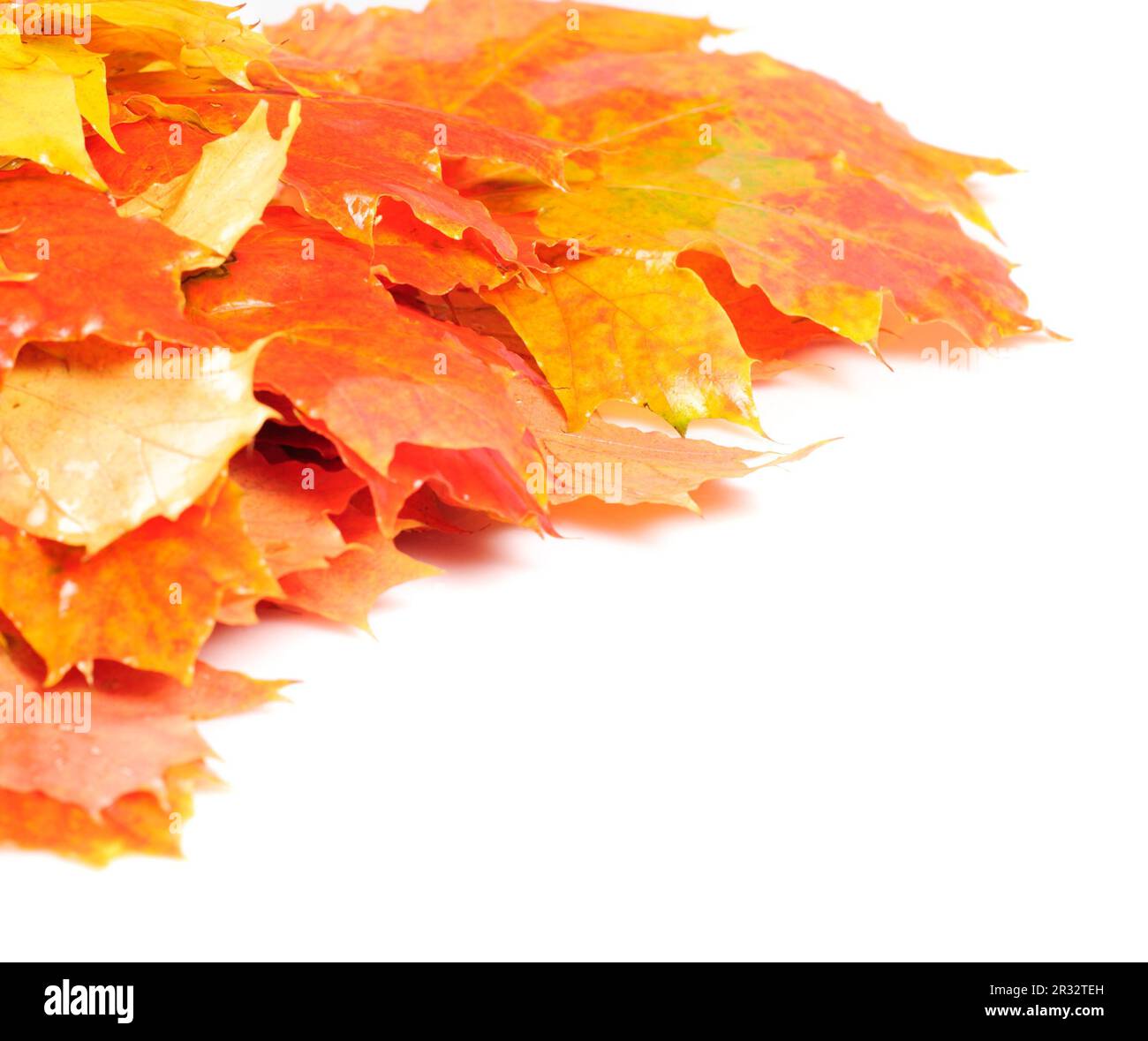 Foglie di acero telaio Foto Stock