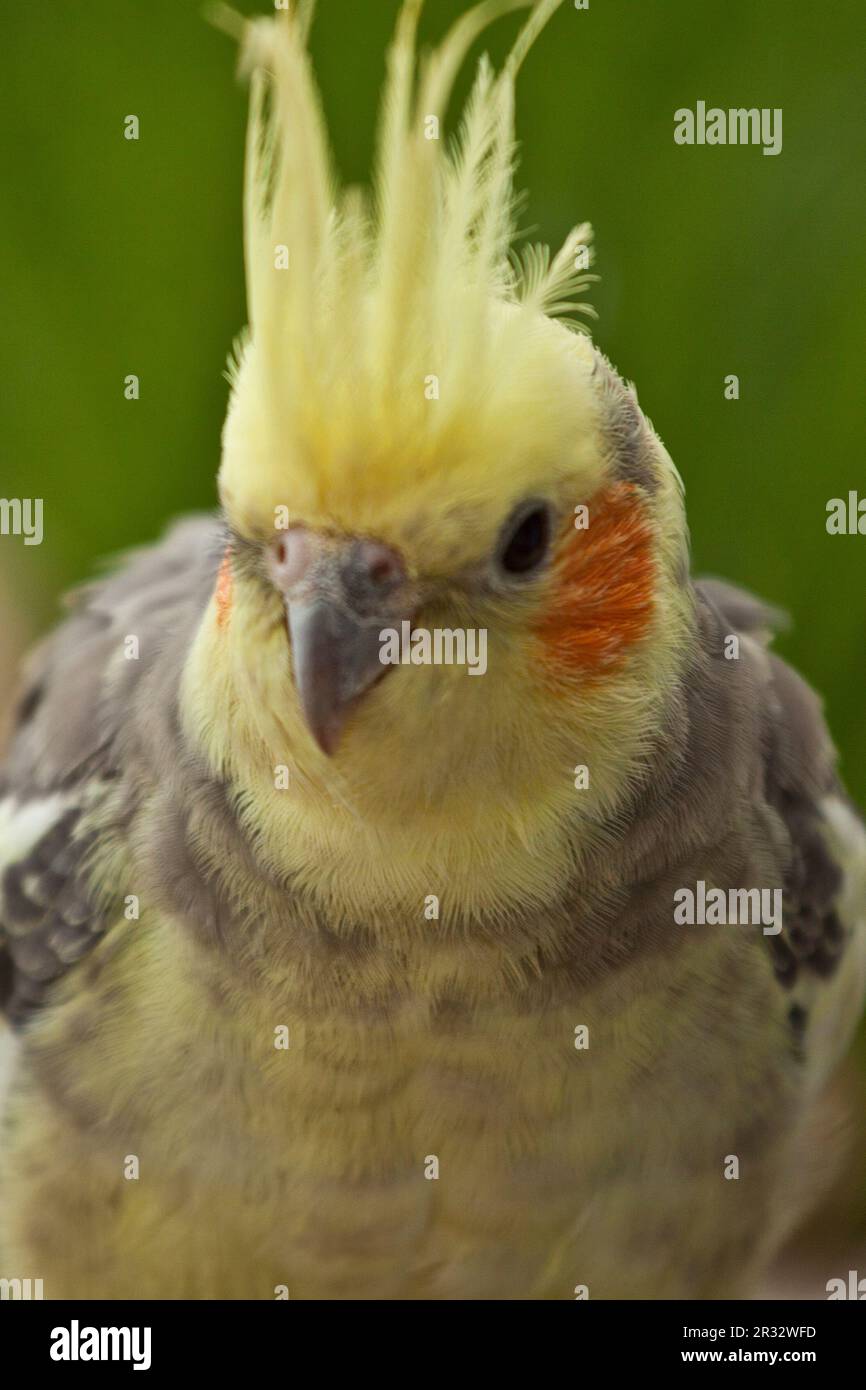Cockatiel Foto Stock