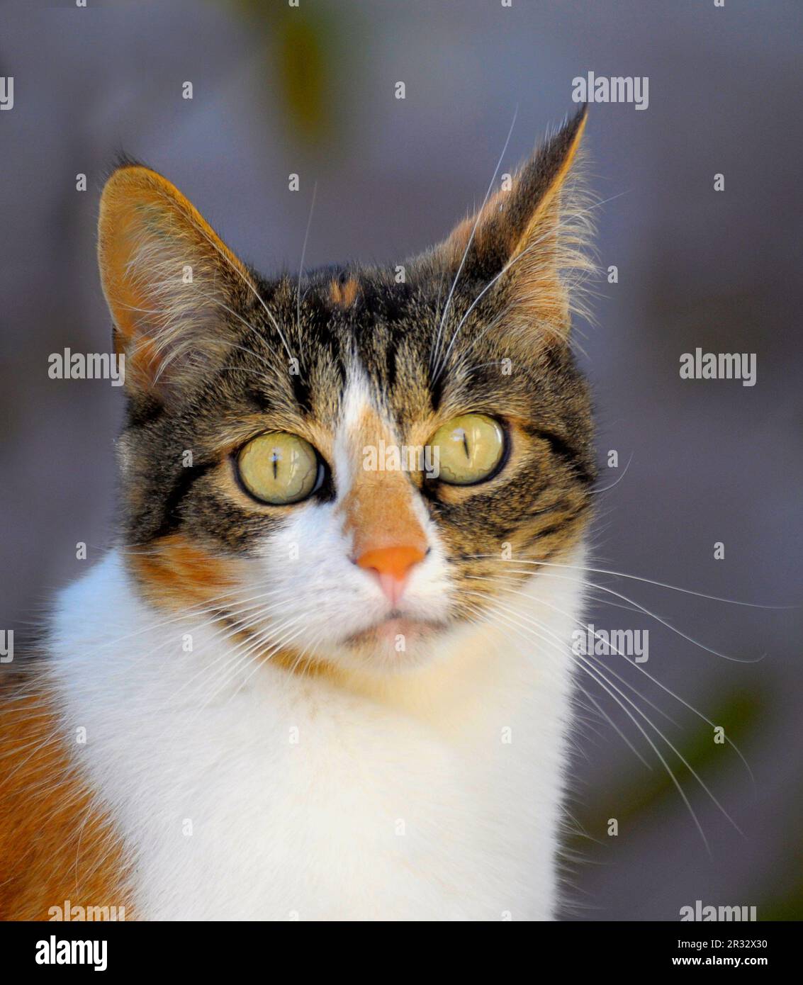 Hauskatze (Felis silvestris catus) Foto Stock