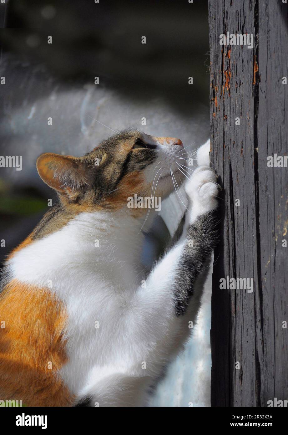 Hauskatze (Felis silvestris catus) Foto Stock