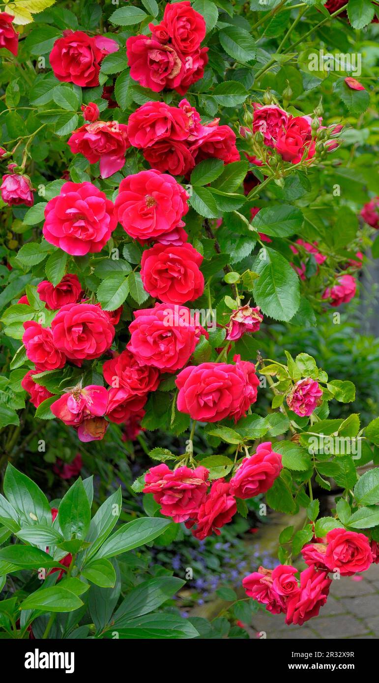 Red rose rampicanti Foto Stock