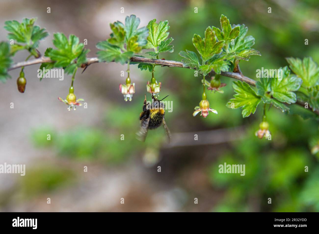 Primo piano di un bumblebee che raccoglie nettare da fiori di bacche d'oca. Giardino, rurale, cottage. Foto Stock