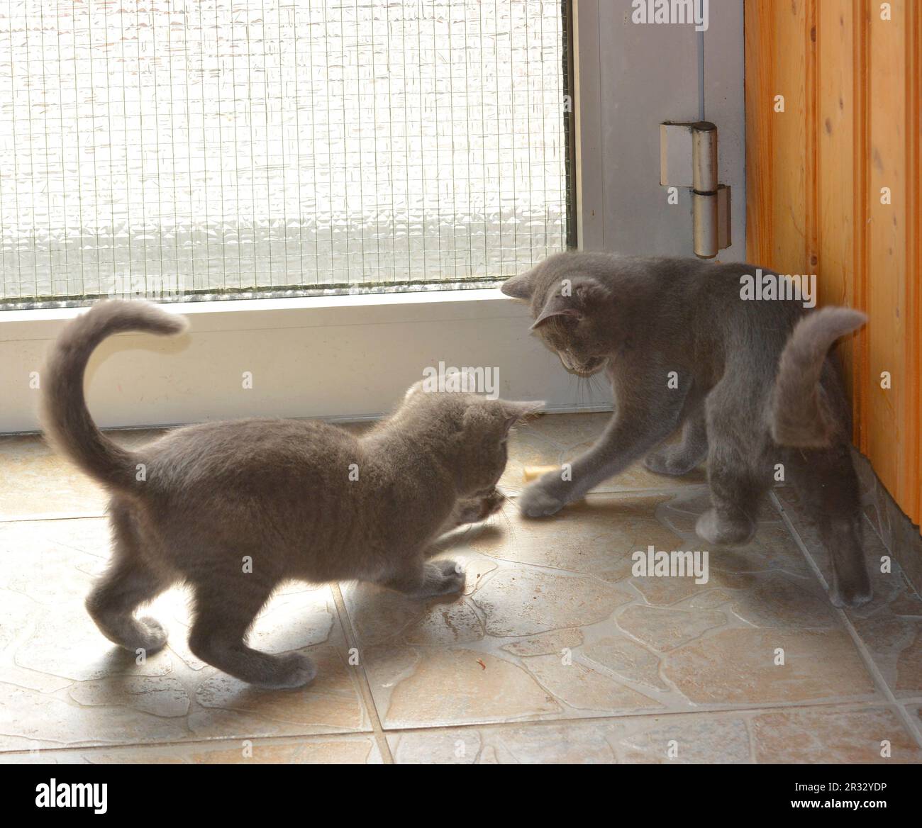 Hauskatze (Felis silvestris catus) Foto Stock