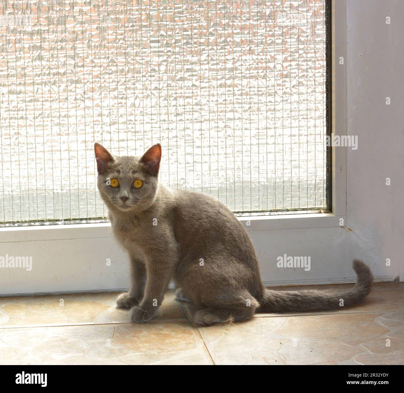 Hauskatze (Felis silvestris catus) Foto Stock