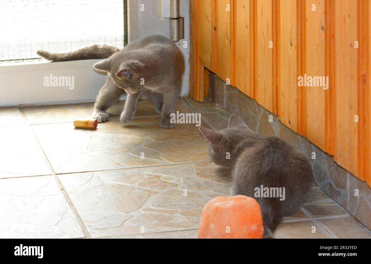 Hauskatze (Felis silvestris catus) Foto Stock