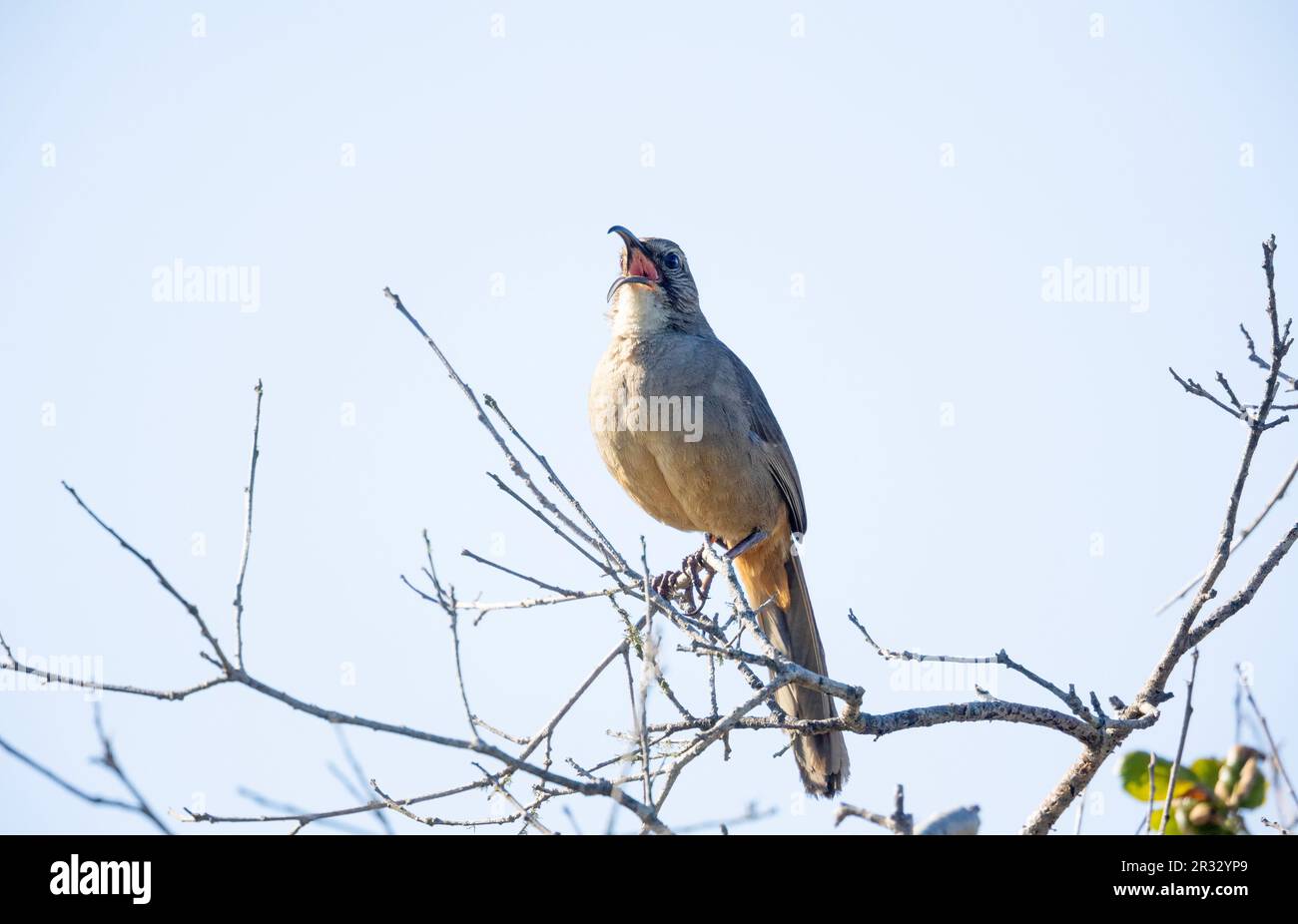 California Thrasher cantando Foto Stock