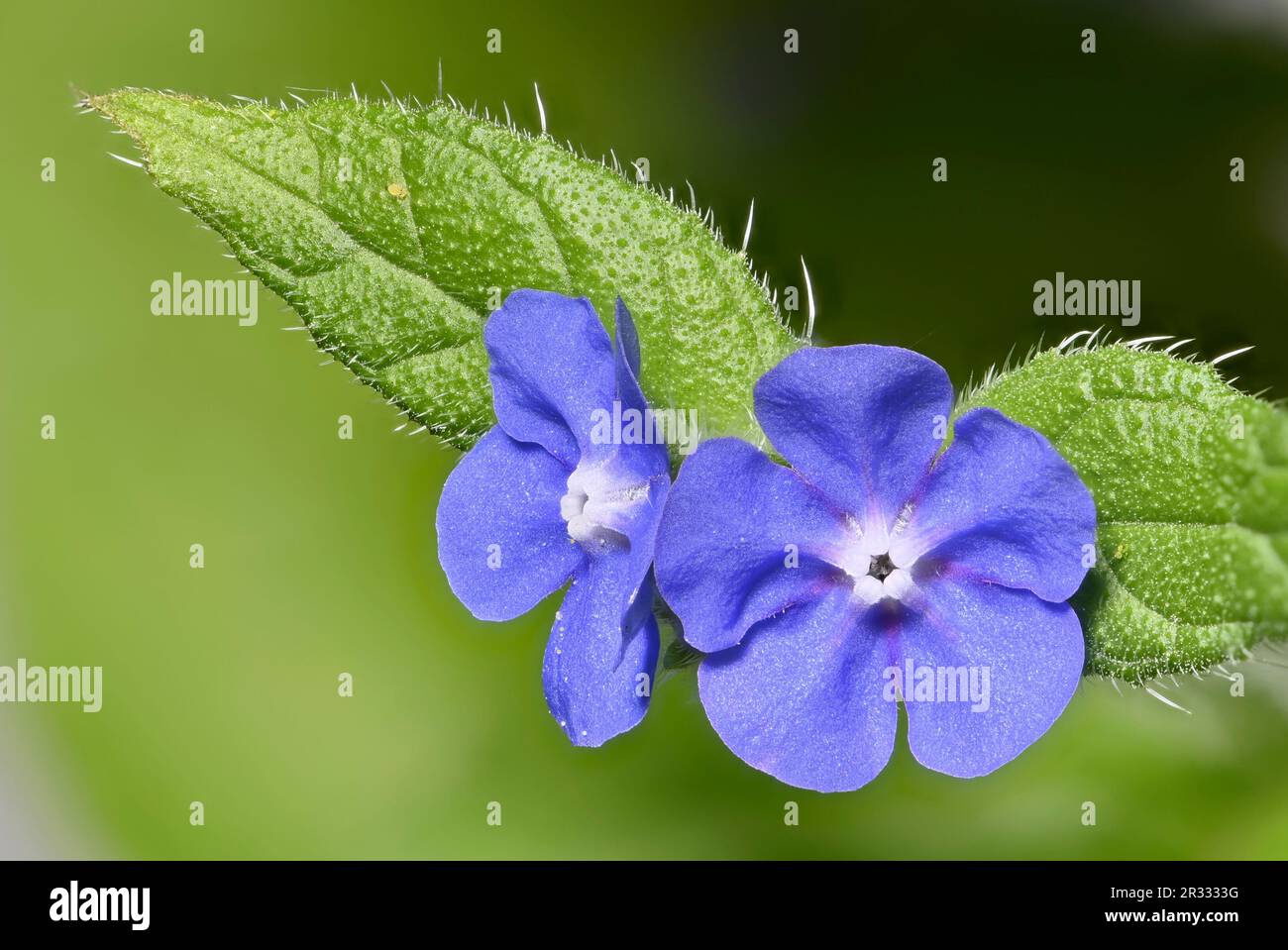 Alkanet Verde (Pentaglottis sempervirens) Foto Stock