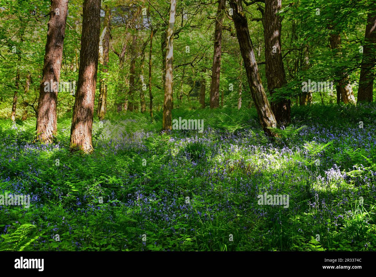 Bluebells, Hardcastle Crags, Hebden Bridge Foto Stock