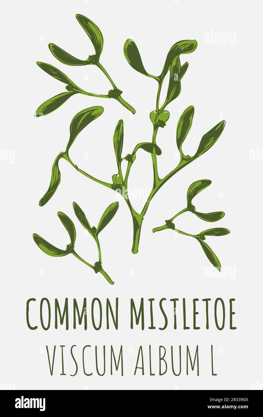 Disegni COMUNE MISTLETOE. Illustrazione disegnata a mano. Nome latino VISCUM ALBUM L. Foto Stock