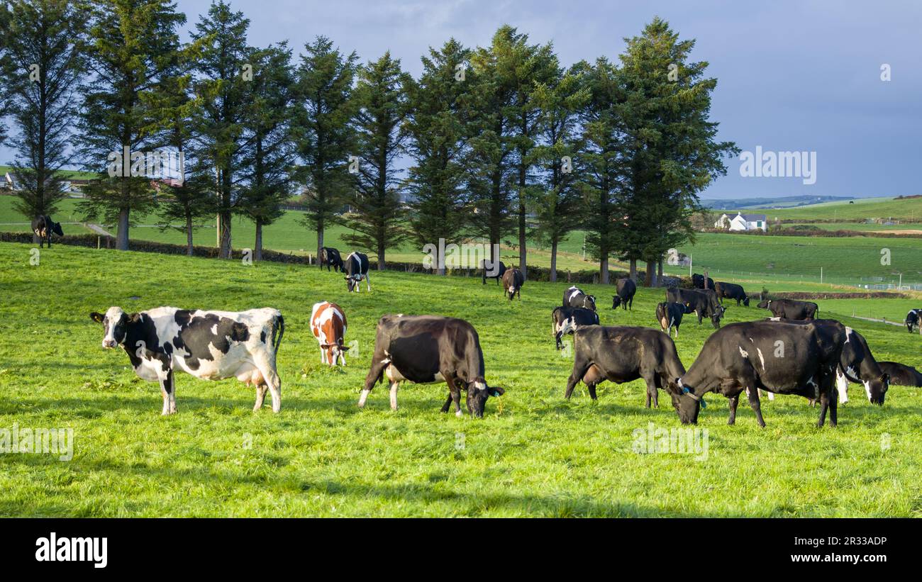 Una mandria di mucche pascolano su un prato verde di un campo agricolo in Irlanda. Animali al pascolo libero, fattoria biologica. Mandria di mucche che pascolano su un prato verde i Foto Stock