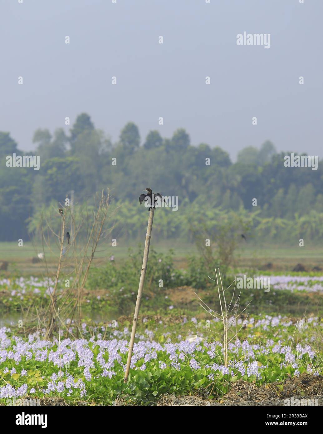 Uccello cormorano in attesa di asciutto in bambù Foto Stock