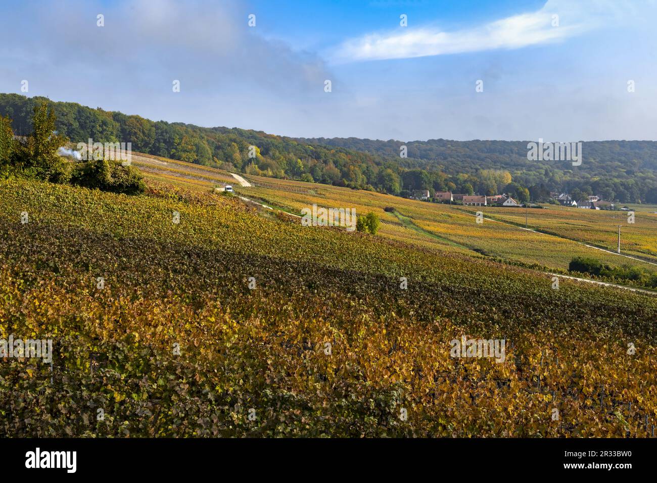 Vigneti nella regione Champagne, Francia Foto Stock