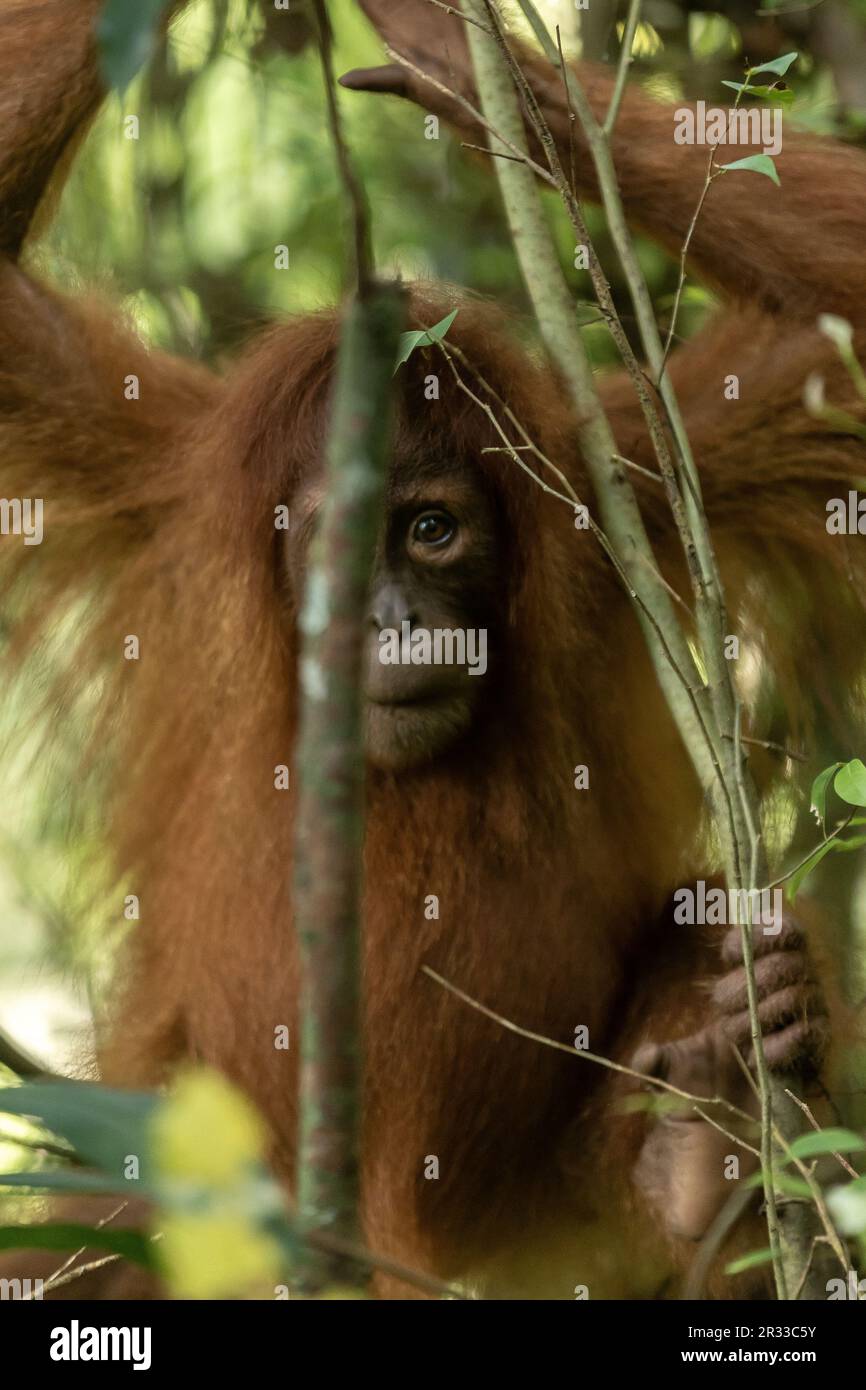 Wil Sumatran Orangutans a Bukit Lawang, Sumatra Nord. Foto Stock