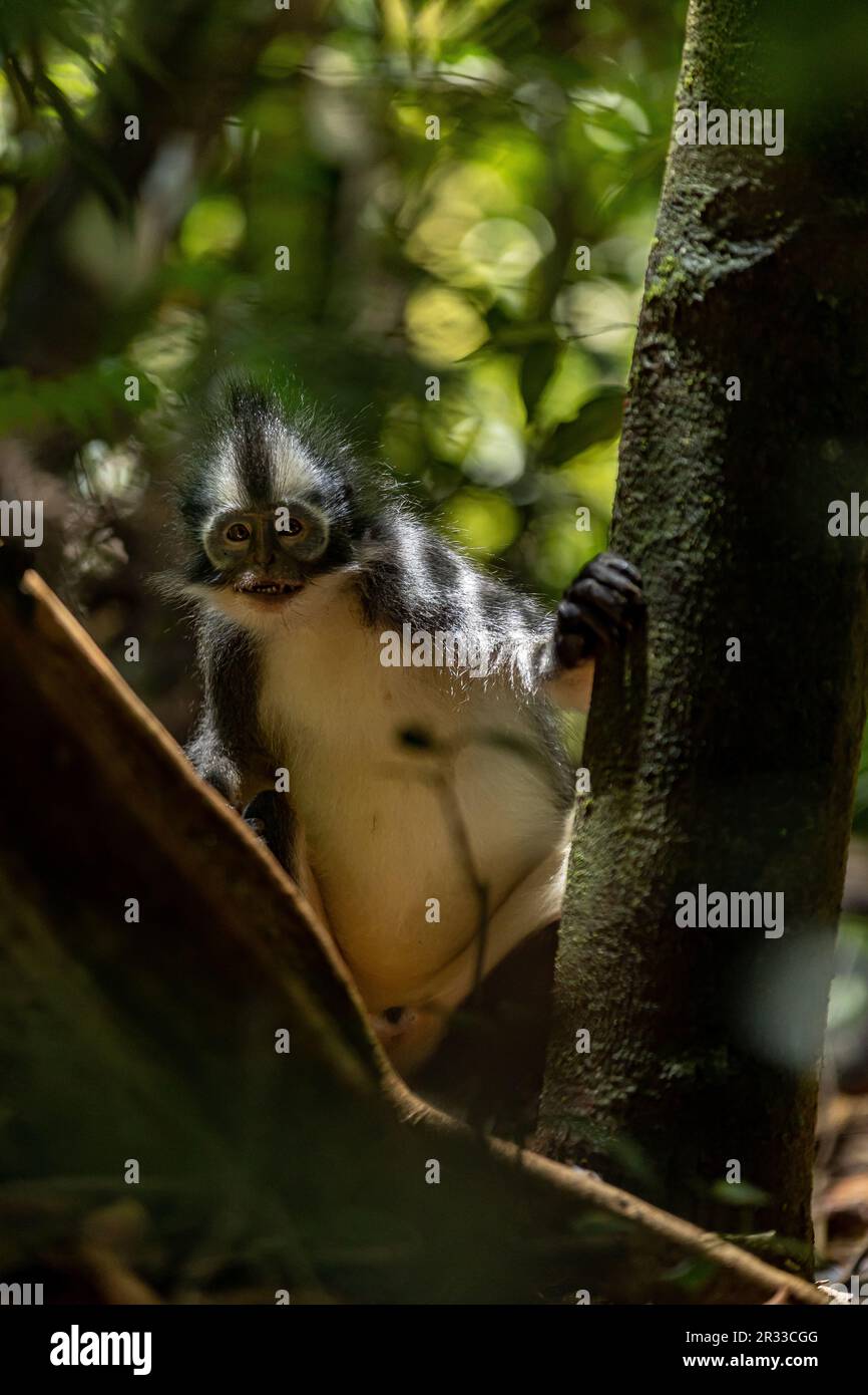 Il langur di Thomas (scimmia delle foglie di Thomas) a Bukit Lawang, Sumatra settentrionale, Indonesia Foto Stock