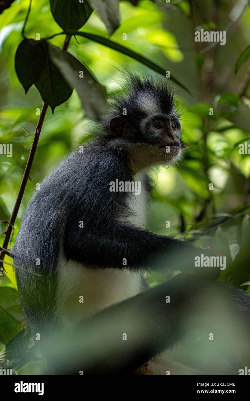 Il langur di Thomas (scimmia delle foglie di Thomas) a Bukit Lawang, Sumatra settentrionale, Indonesia Foto Stock