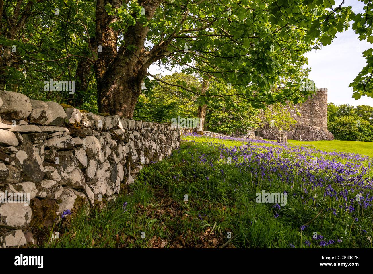 Bluebell Woods, Dunstaffnage Castle, Oban, Scozia, Regno Unito Foto Stock
